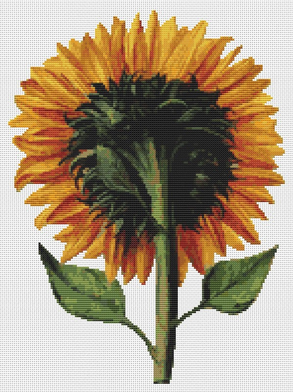 Sunflower Seen from the Back Counted Cross Stitch Pattern Daniel Froesch