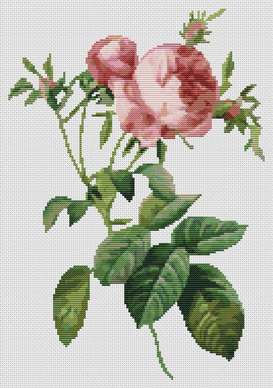 Rosa Centifolia Foliacea Counted Cross Stitch Kit Pierre-Joseph Redouté