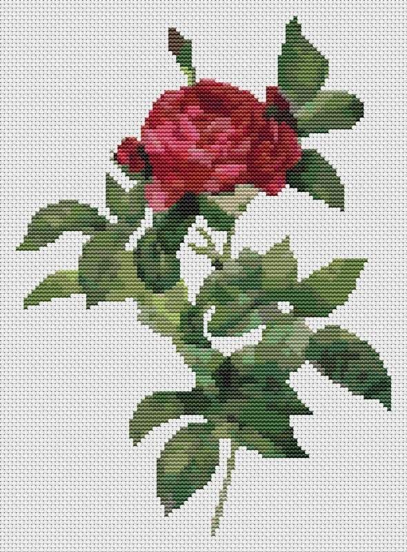 Rosa Gallica Pontiana Counted Cross Stitch Kit Pierre-Joseph Redouté